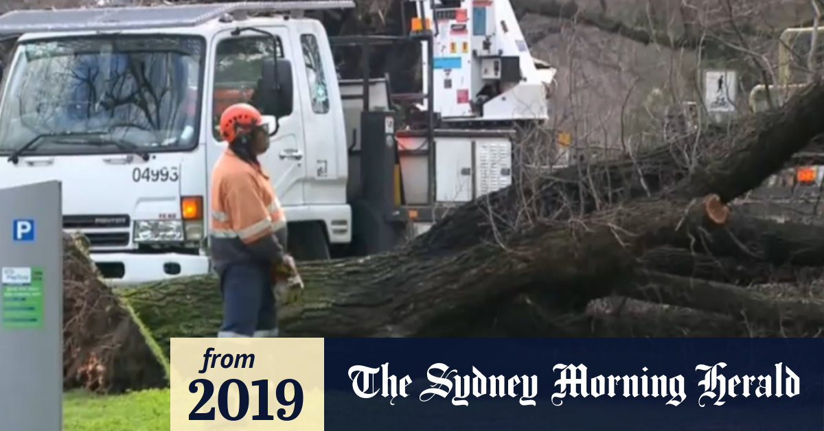 Video Woman Killed By Falling Tree